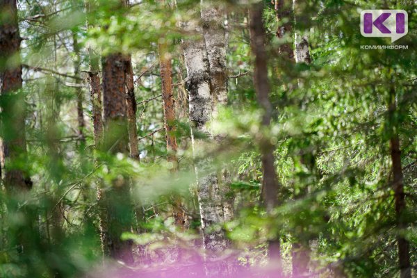 Монди СЛПК наложит временный мораторий на лесохозяйственную деятельность в охотничьих угодьях в Усть-Куломском районе

