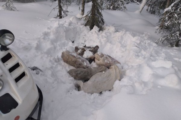 Полиция установила, кто отстрелил трех отбившихся от стада оленей в Усть-Цилемском районе


