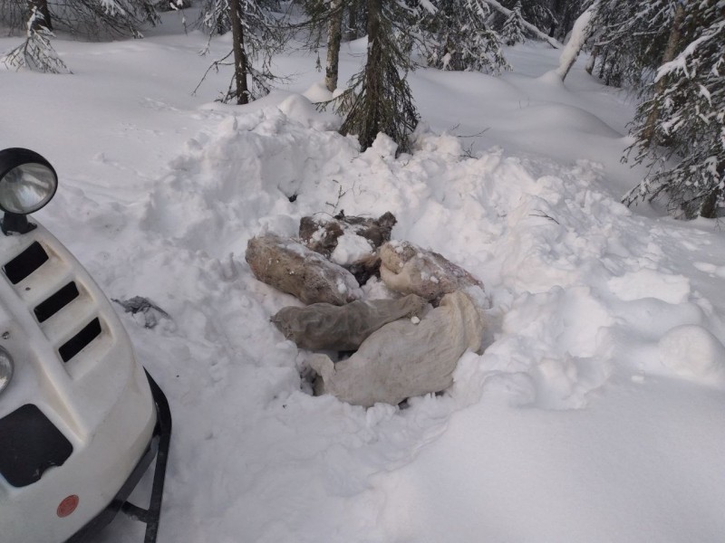 Полиция установила, кто отстрелил трех отбившихся от стада оленей в Усть-Цилемском районе



