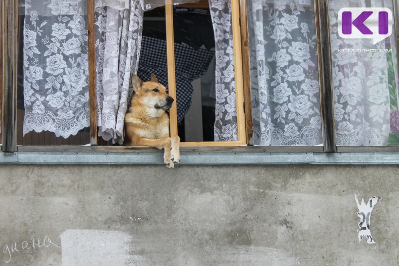 В России предложили массово создавать инфраструктуру для собак