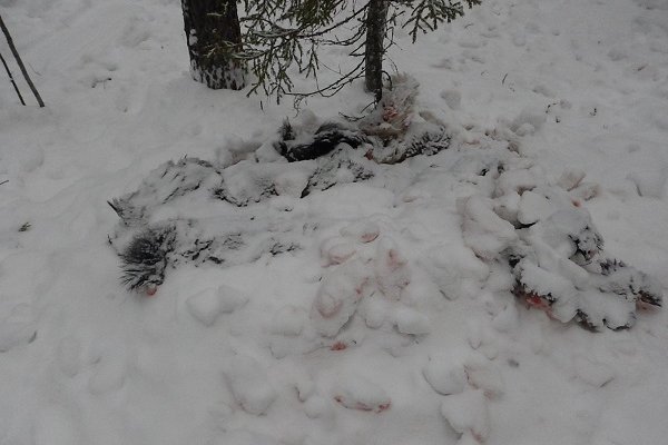 Полицейские Корткеросского района установили подозреваемых в незаконной охоте на лосей