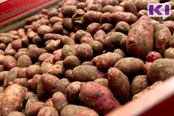 В 2022 году в Коми в два раза увеличили поля под посадку картофеля