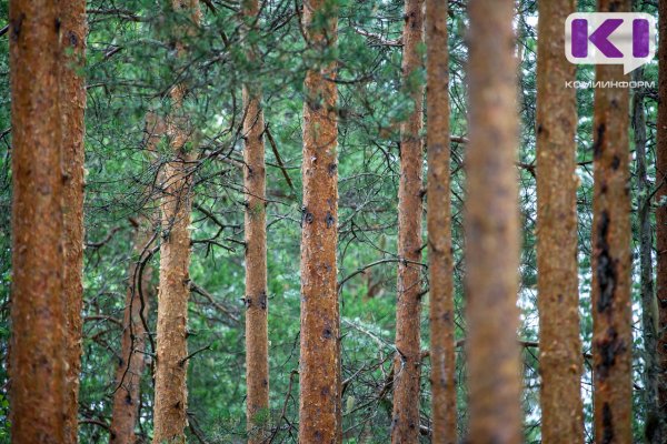Жительница Прилузья возместит бюджету 1,8 млн рублей за незаконную рубку лесов

