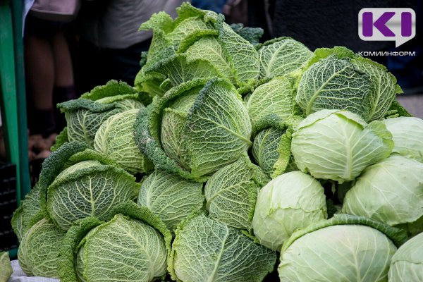 Каждый житель Коми за год съел 12 килограммов капусты