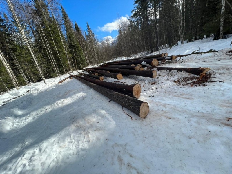 Житель Усть-Куломского района без разрешения срубил 47 деревьев
