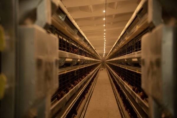 Новоселье для несушек: на Зеленецкой птицефабрике заселили современный птичник на шестьдесят тысяч кур
