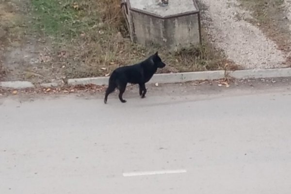 СУ СКР по Коми связывает недавние нападения собак на школьниц с прошлогодним аналогичным случаем 