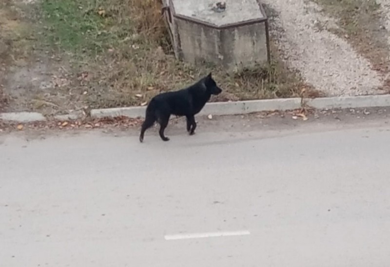 СУ СКР по Коми связывает недавние нападения собак на школьниц с прошлогодним аналогичным случаем 