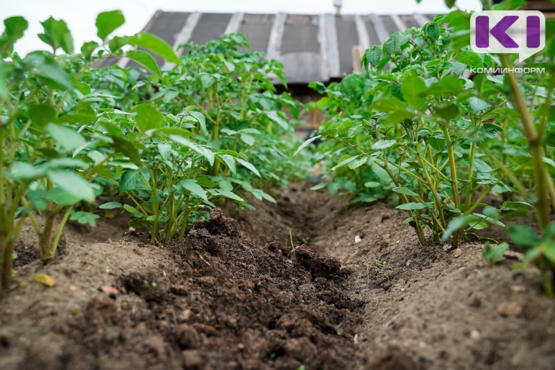 Посадка картофеля в этом году - в планах 44% владельцев участков в Сыктывкаре