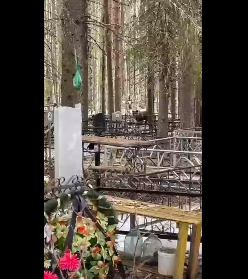 В соцсетях распространили видео с медведем на Човском кладбище 