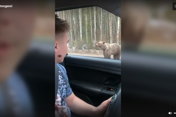 Жители Коми продолжают оказывать нежелательное внимание ухтинскому медведю на трассе 