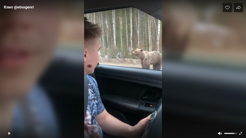 Жители Коми продолжают оказывать нежелательное внимание ухтинскому медведю на трассе 