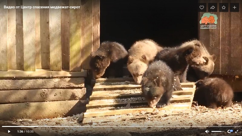 Коми медвежата на реабилитации в Твери неохотно знакомятся с окружающей средой 