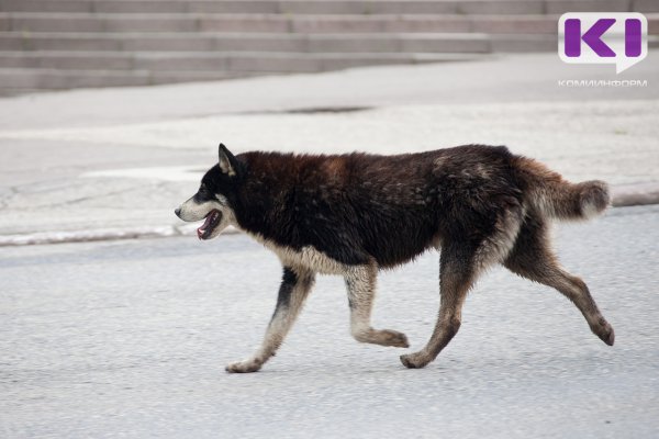 СУСК проверит информацию о нападении безнадзорных собак на женщину в Печоре