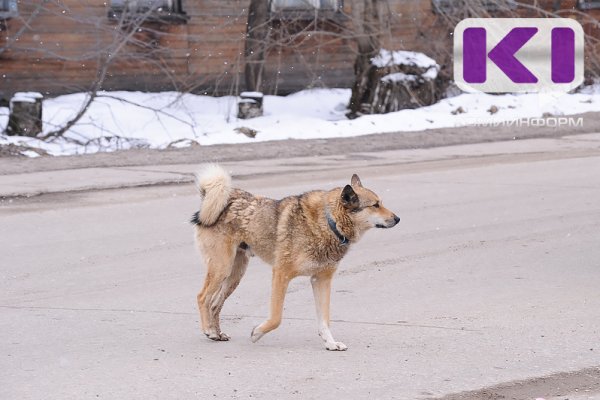 В Госдуме предложили ввести штраф для хозяев собак за их самовыгул

