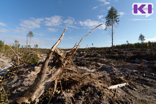 Экс-глава сельского поселения из Усть-Куломского района осужден за незаконную рубку леса