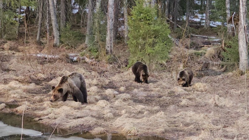 Жители Сосногорского района встретили семью медведей