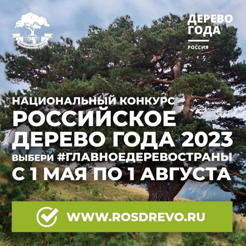 Сосна из Прилузья участвует в конкурсе "Российское дерево года 2023"