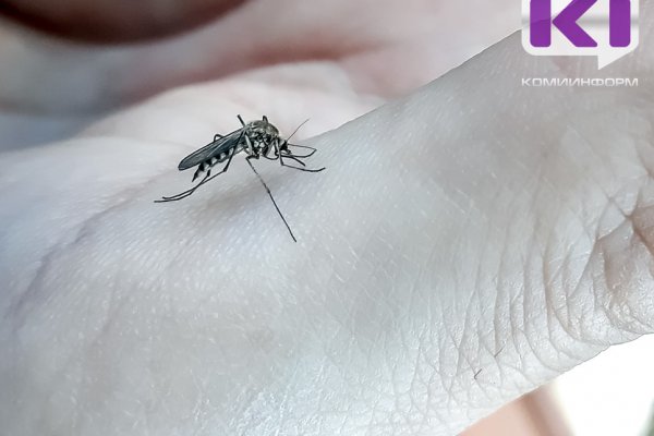 Ухтинские добровольцы собирают средства от клещей и комаров для бойцов СВО