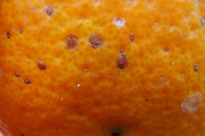 В апельсинах из Египта, прибывших в Сыктывкар, обнаружили померанцевую щитовку

