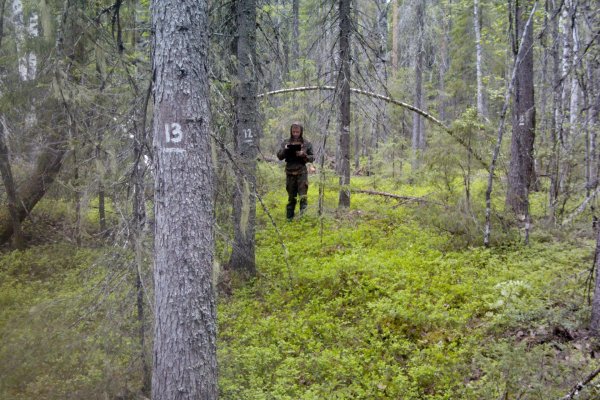 В Коми инженеры-лесопатологи приступили к наблюдению за санитарным состоянием лесов