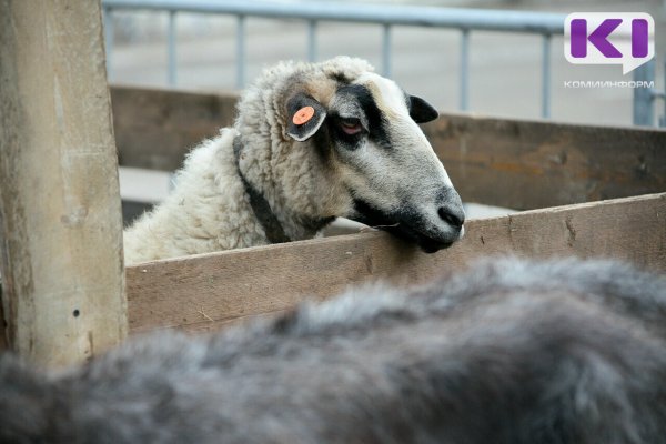 В деревне Пожегдин Усть-Куломского района ввели карантин из-за обнаружения бруцеллёза у овец и коз