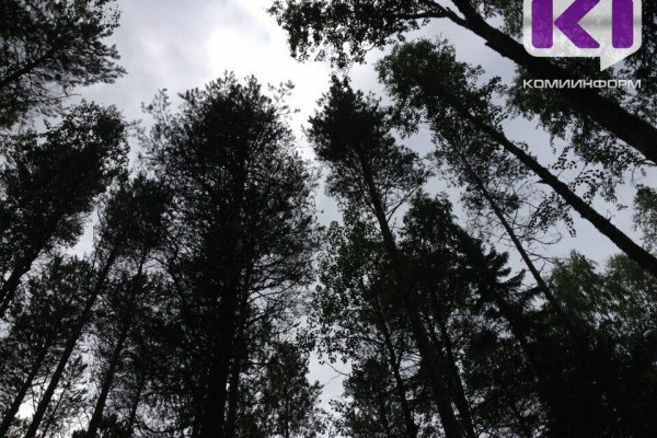 В Коми проведут оценку молодых лесов на территории трех лесничеств
