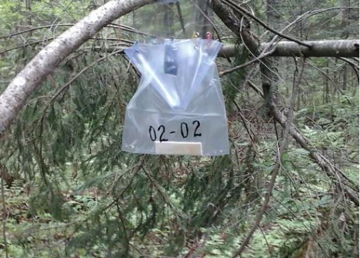 Сотрудники Центра защиты лесов Коми выставили ловушки на таежных вредителей 