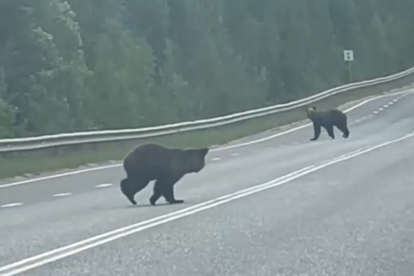 В Усть-Куломском районе водители встретили двух медведей 