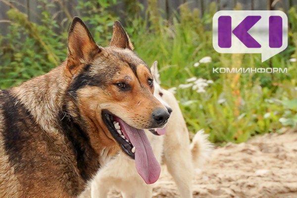 Пенсионерка из Корткеросского района получит 40 тысяч рублей компенсации за нападение бездомной собаки 