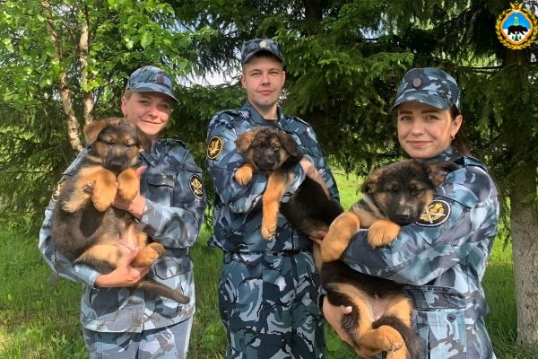 Племенной питомник УФСИН Коми пополнился щенками немецкой овчарки

