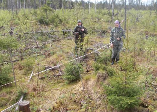 Специалисты Центра защиты леса Коми разработают рекомендации по лесовосстановлению благодаря подсказкам из космоса 