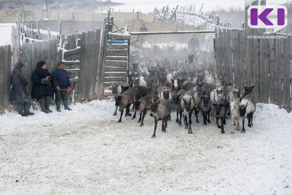 В Коми с начала года 266 оленеводов получили меры соцподдержки

