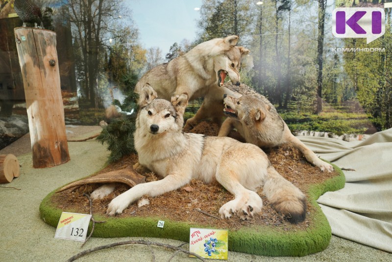Численность волка в Коми сократилась на 24% 