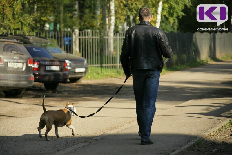 В Сыктывкарской "Орбите" поставят трамплин, бум, змейку и другие снаряды для дрессировки собак