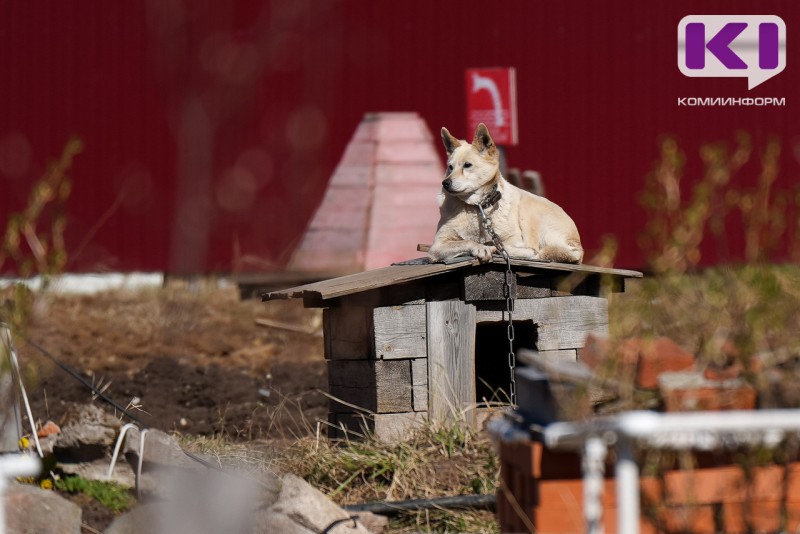 Жители Эжвы обратились в суд из-за лая собак в самовольно построенных вольерах 