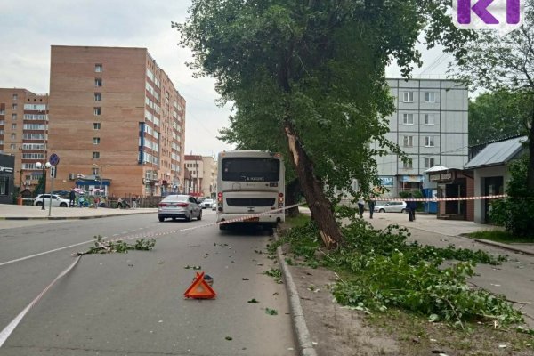 В Сыктывкаре на автобус упало дерево 