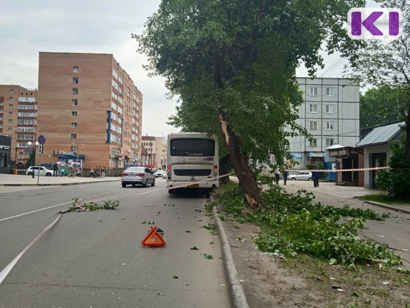 В Сыктывкаре на автобус упало дерево 