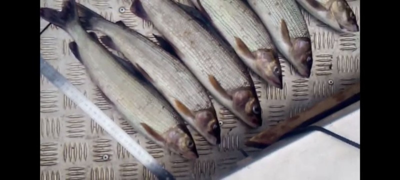 В заказнике "Вымский" выявлены нарушители правил рыболовства