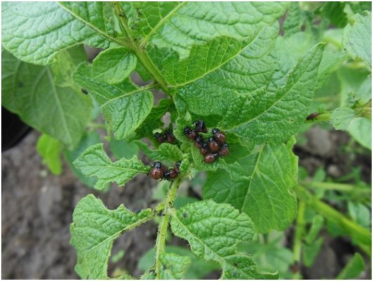 В Прилузском районе Коми обнаружен колорадский жук