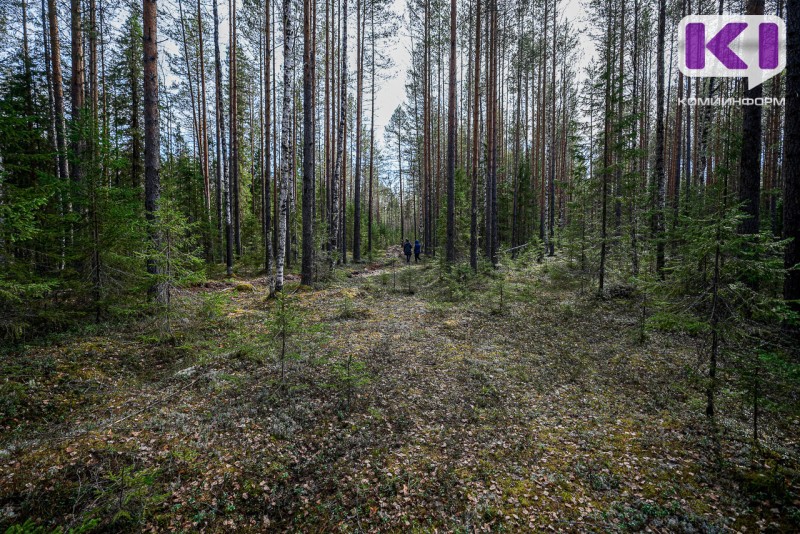 В Коми ограничено пребывание граждан в лесах