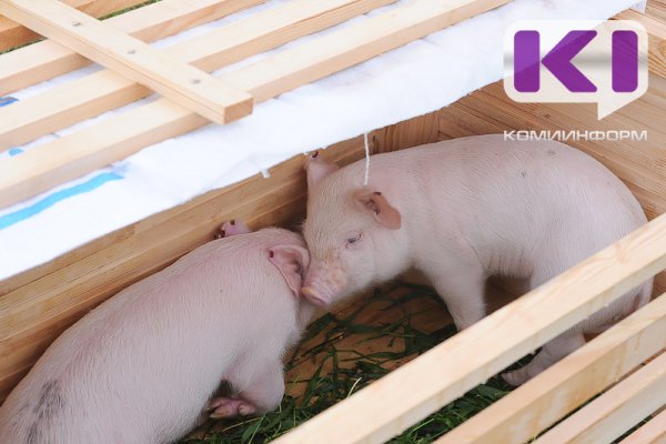 Минсельхоз Коми напоминает о необходимости соблюдения ветеринарных правил содержания свиней

