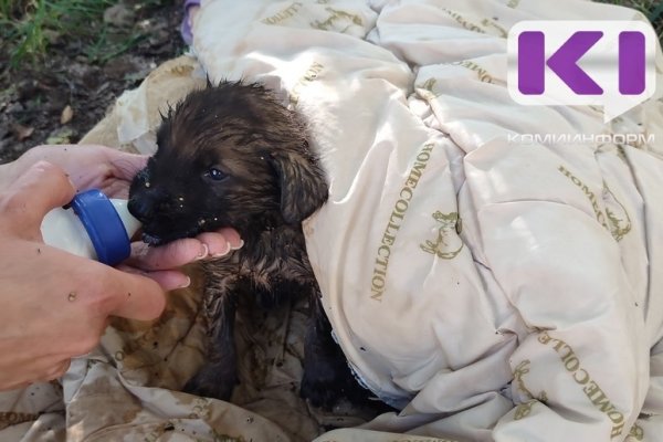 Новорожденных щенков спасли в Ухте сотрудники 