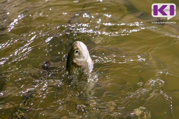 В Коми из-за аномальной жары гибнет ценная рыба 