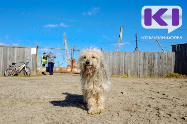Муниципалитеты получат из бюджета Коми 31,5 млн рублей на мероприятия по обращению с бездомными животными