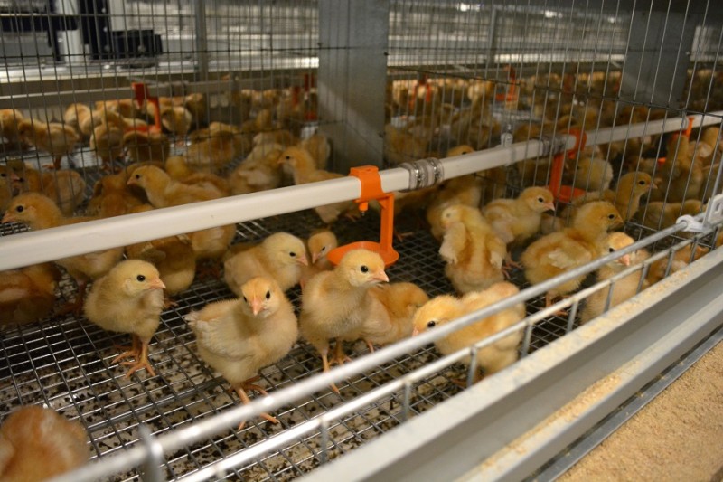 Новый дом для цыплят: "Птицефабрика Зеленецкая" продолжает модернизацию подразделения по производству яиц