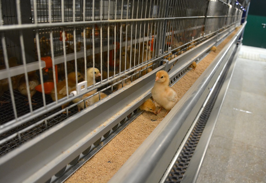 Новый дом для цыплят: Птицефабрика Зеленецкая продолжает модернизацию  подразделения по производству яиц | Комиинформ