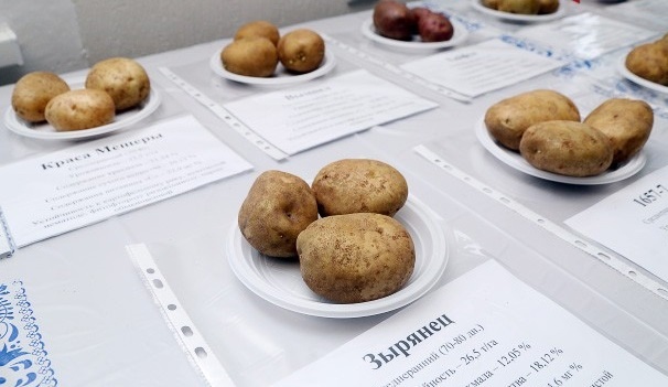 Ученые Коми выступают за внедрение новых сортов картофеля