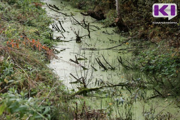 В Коми впервые предприятие взяло под защиту заповедное болото