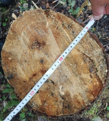 Житель Усть-Куломского района незаконно спилил 53 дерева